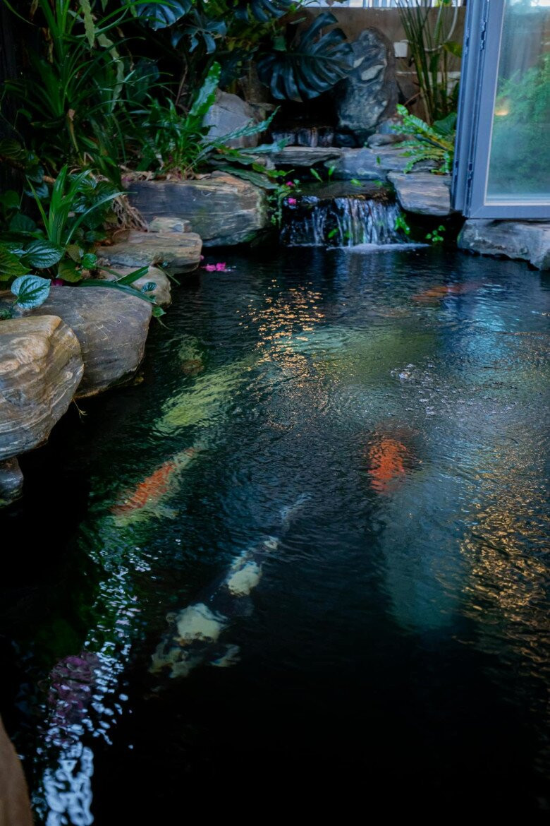 Hồ cá Koi lung linh, được thiết kế với tiểu cảnh đá và cây xanh. Ảnh: FB Cao Thái Sơn