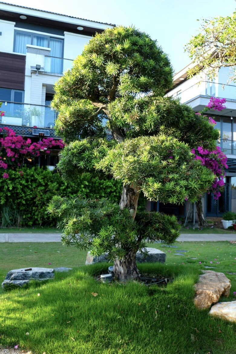 Cây cảnh được cắt tỉa tỉ mỉ, tạo điểm nhấn nghệ thuật giữa khu vườn. Ảnh: FB Cao Thái Sơn
