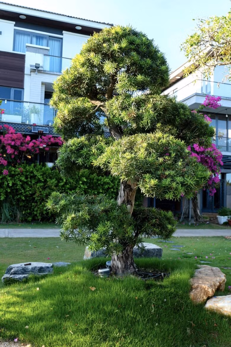 Cây cảnh được cắt tỉa tỉ mỉ, tạo điểm nhấn nghệ thuật giữa khu vườn. Ảnh: FB Cao Thái Sơn