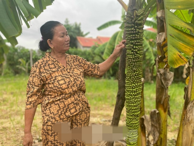 Năm 2023, cây chuối trong vườn nhà bà Đặng Thị Lan (ở thôn 4, xã Nghĩa Dõng, TP Quảng Ngãi, tỉnh Quảng Ngãi) bất ngờ cho hơn 100 nải, dài gần 1,5m thu hút nhiều người dân đến chiêm ngưỡng. Ảnh: Tiền phong