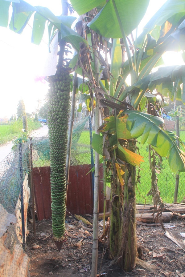 Cây chuối của gia đình anh Đồng Ngọc Dũng (ngụ thôn 4, xã Nghĩa Dõng, TP Quảng Ngãi, tỉnh Quảng Ngãi) cũng từng trở thành điểm cuốn hút sự quan tâm của nhiều người dân xung quanh. Ảnh: Tiền phong