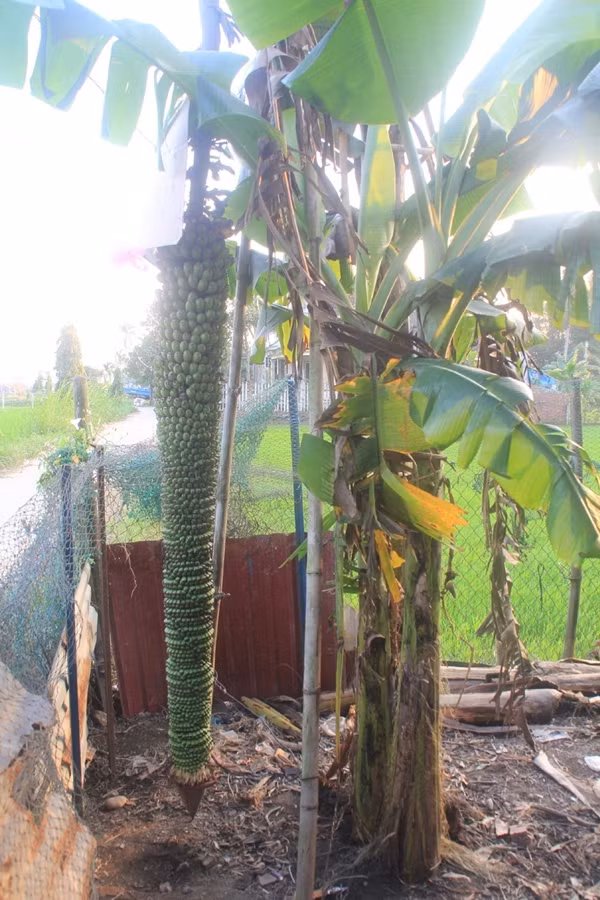 Cây chuối của gia đình anh Đồng Ngọc Dũng (ngụ thôn 4, xã Nghĩa Dõng, TP Quảng Ngãi, tỉnh Quảng Ngãi) cũng từng trở thành điểm cuốn hút sự quan tâm của nhiều người dân xung quanh. Ảnh: Tiền phong