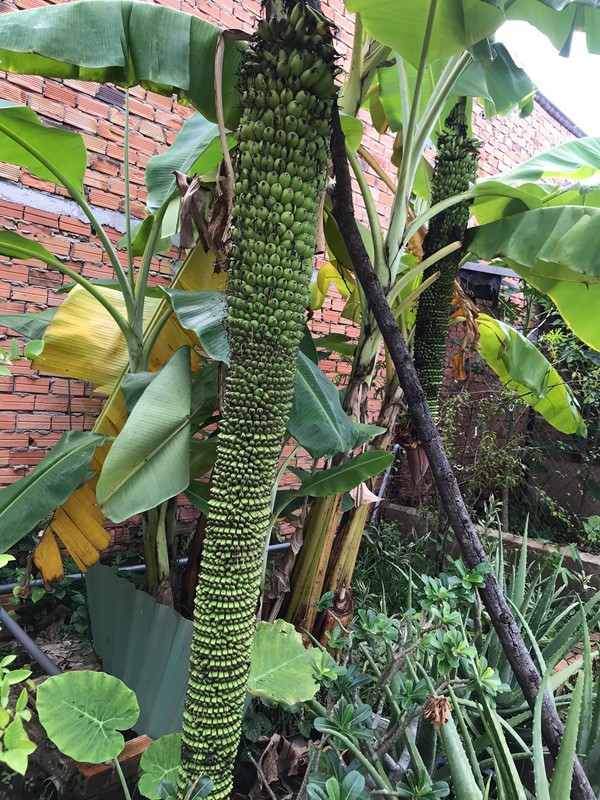 Buồng chuối “mẹ Âu Cơ” trong vườn của một người phụ nữ khiến dân tình xôn xao. Ảnh: Dân Việt