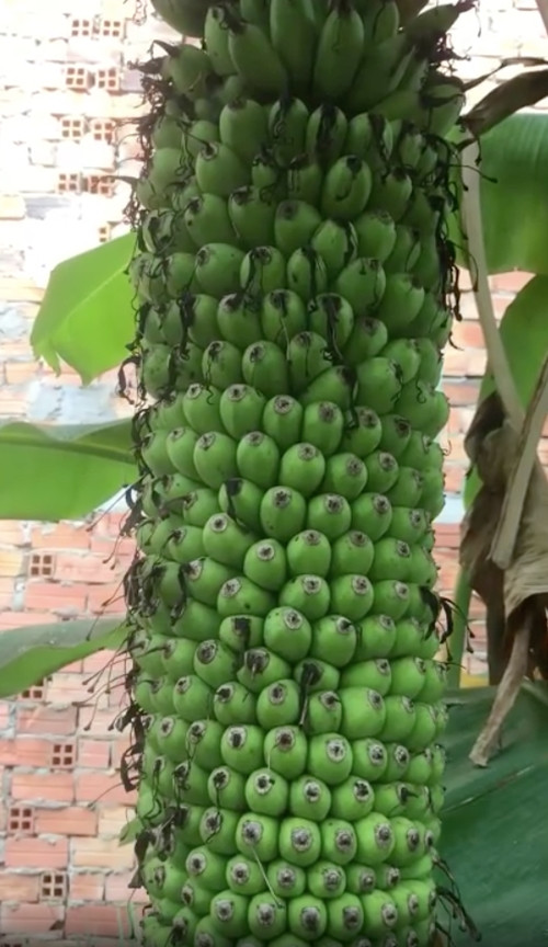 Quả chuối mọc san sát khiến tổng thể càng thích mắt hơn. Ảnh: Dân Việt