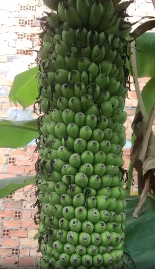 Quả chuối mọc san sát khiến tổng thể càng thích mắt hơn. Ảnh: Dân Việt