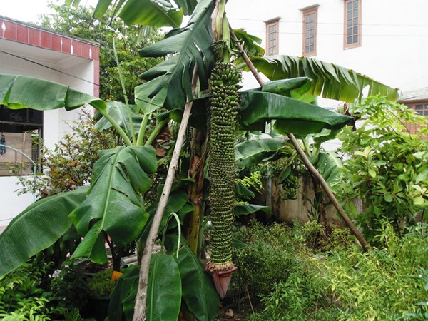 Buồng chuối có tới trăm nải, mọc chi chít từ đỉnh cho tới đầu ngọn gần chạm đất vẫn tiếp tục ra nải mới. Ảnh: Dân Việt