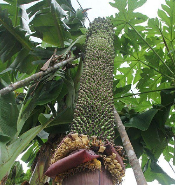 Buồng chuối dài gần 2 mét, quả chi chít xếp thành từng lớp. Ảnh: Dân Việt