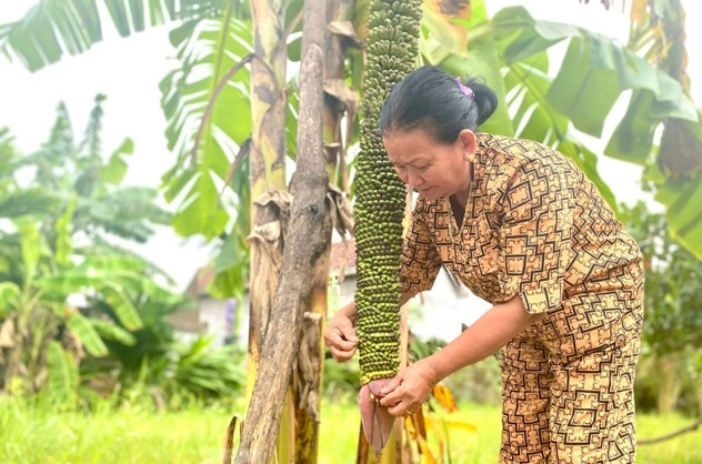 Cây chuối do con trai bà Lan mang từ TP Nha Trang về trồng và thuộc giống chuối lùn. Ảnh: Tiền phong