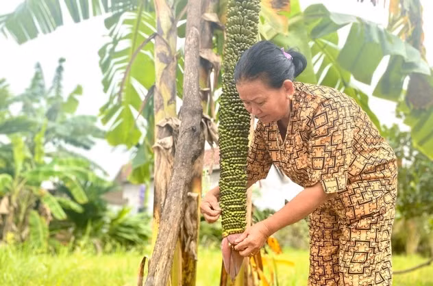 Cây chuối do con trai bà Lan mang từ TP Nha Trang về trồng và thuộc giống chuối lùn. Ảnh: Tiền phong