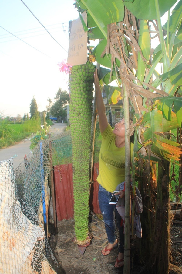 Buồng chuối mọc chi chít cả ngàn trái từ cuốn đến gần búp. Ảnh: Tiền phong