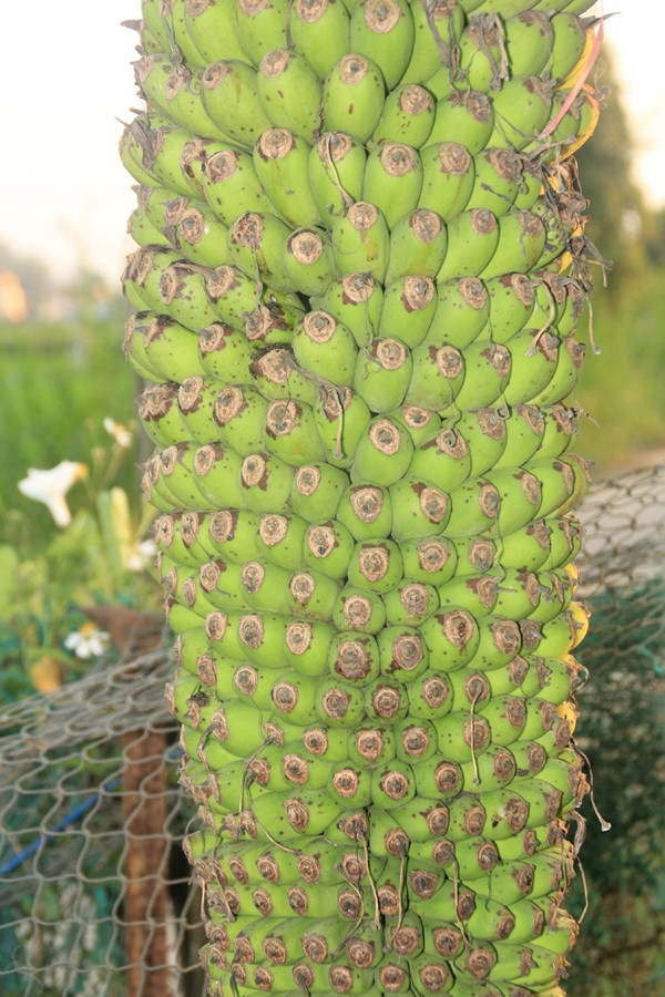 Buồng chuối dài ngót nghét 2 mét, trái mọc đều đặn trĩu xuống sát đất và vẫn đang độ ra trái cho hết phần búp. Ảnh: Tiền phong