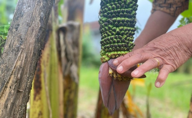 Do buồng chuối ngày càng to, dài và nặng, bà Lan phải dùng cây chống đỡ tránh bị gãy đổ. Ảnh: Tiền phong