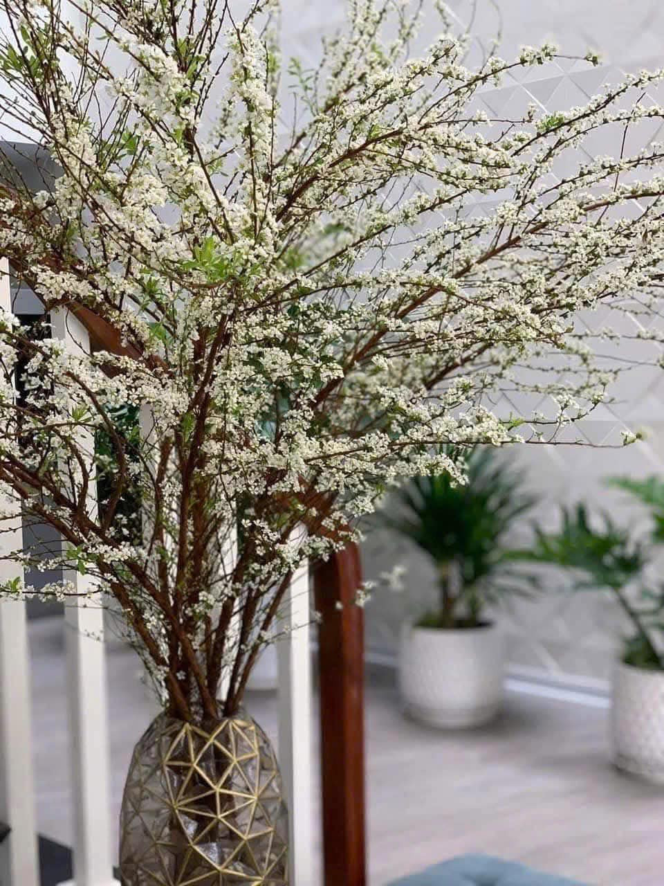 Vài năm gần đây, tuyết mai là một trong những loại hoa được ưa chuộng vào dịp Tết bởi nét đẹp tinh khôi, mềm mại, đặc biệt là rất bền. Ảnh: FB Do Thi Thanh Nga