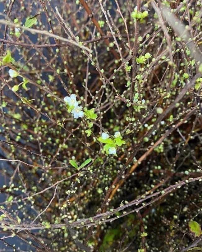 Theo các tiểu thương, tuyết mai gây sốt tại thị trường Việt từ năm 2020. Nhưng đến nay, hoa tuyết mai vẫn được ưa chuộng và giá ngày càng mềm hơn. Ảnh: FB Hoa hồng ngoại 2018