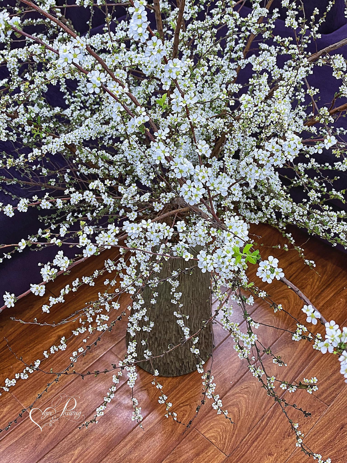 Về độ bền, hoa tuyết mai vườn tươi trong khoảng 2 tuần (ít hơn tuyết mai rừng 1 tuần). Tùy sở thích của mỗi người mà chọn loại tuyết mai trưng trong nhà. Ảnh: FB Ngoc Phuong