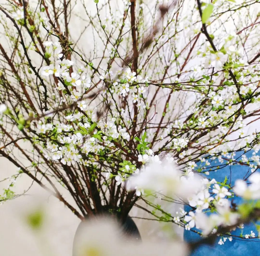 Tại nhiều khu chợ và cửa hàng, những bó hoa tuyết mai dài hơn 1 mét giá dao động từ 50.000 - 150.000 đồng/bó. Ảnh: FB Hương Nguyễn