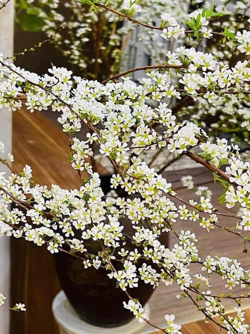 Hoa tuyết mai có 5 cánh màu trắng muốt, nhỏ li ti cùng hương thơm nhẹ nhàng, dễ chịu. Ảnh: FB Do Thi Thanh Nga