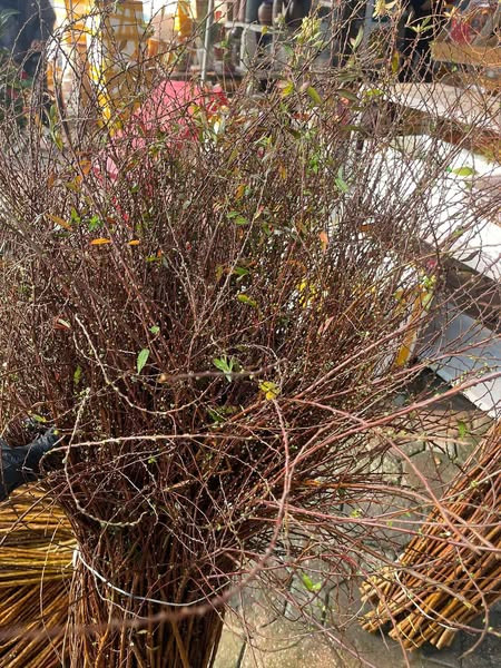 Trên chợ mạng, hoa tuyết mai đang được rao bán rầm rộ với giá khá rẻ, chỉ từ 38.000 đồng/bó dài 1,3 mét. Thậm chí, khách mua combo 3 bó giá chỉ còn 100.000 đồng. Ảnh: FB Ngọc Trâm