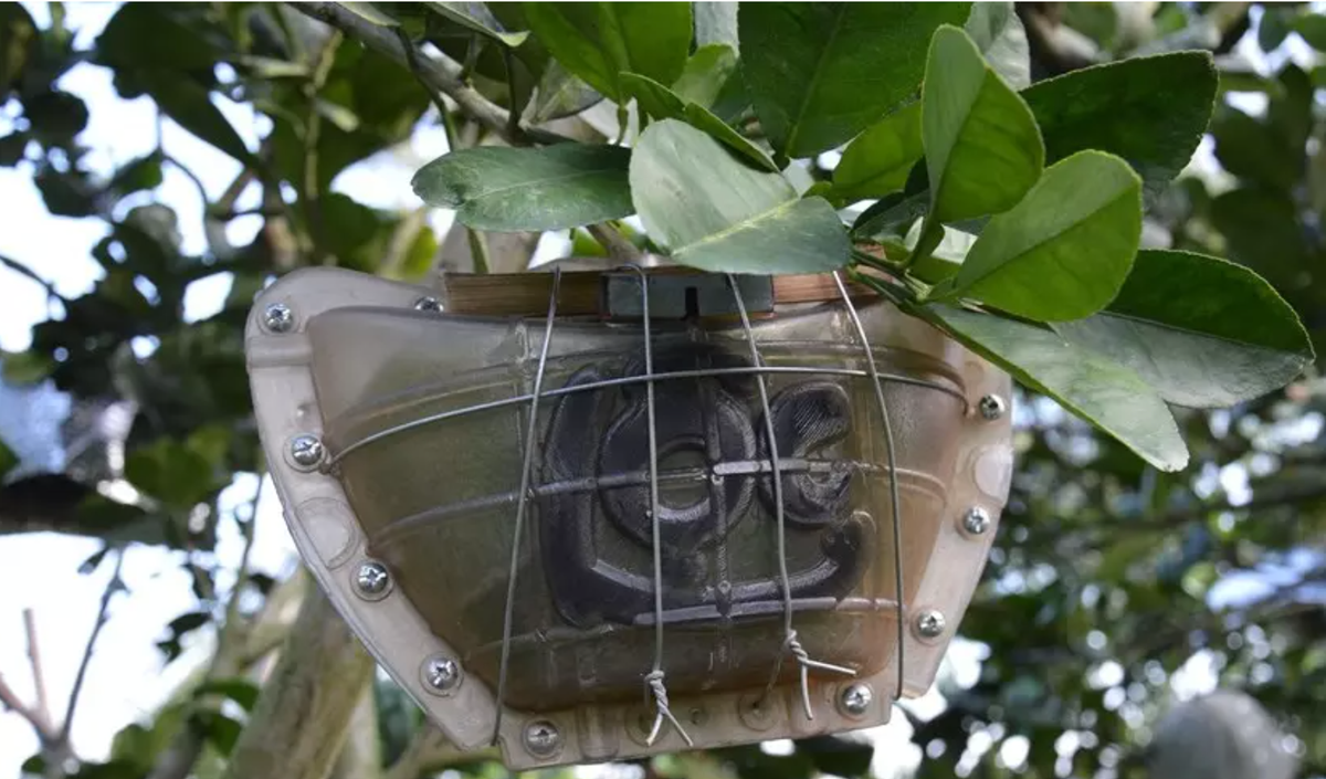 Thời gian tạo hình cho trái bưởi từ 4 đến 5 tháng nên mỗi trái bưởi tạo hình có giá từ vài trăm nghìn đến cả triệu đồng. Ảnh: Dân Việt