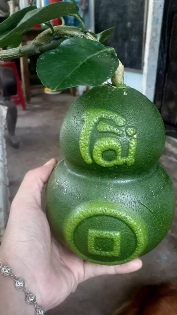 Ngoài ra, những trái bưởi hồ lô in hai chữ "Tài", "Lộc" được nhà vườn tung ra thị trường có giá trị đến cả triệu đồng. Ảnh: Lao động.