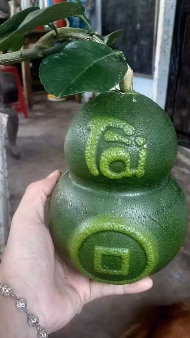Ngoài ra, những trái bưởi hồ lô in hai chữ "Tài", "Lộc" được nhà vườn tung ra thị trường có giá trị đến cả triệu đồng. Ảnh: Lao động.
