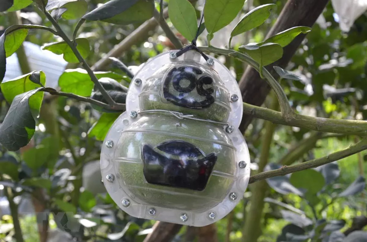 Bưởi da xanh thường có trọng lượng từ 2 - 3 kg/trái nhưng khi tạo hình thường chỉ nặng từ 0,8 - 1,3 kg. Do đó, phải có khuôn cố định với sức nén mạnh mới cho ra sản phẩm như mong muốn. Ảnh: Dân Việt