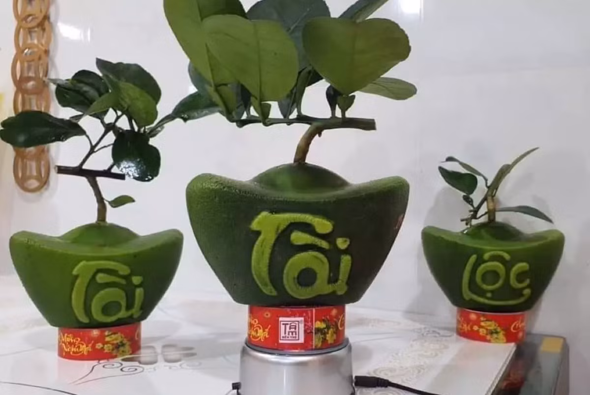 Những con chữ vàng nổi trên nền da xanh mang đến sự khác biệt, tạo nên những quả bưởi tạo hình độc đáo. Ảnh: Dân Việt