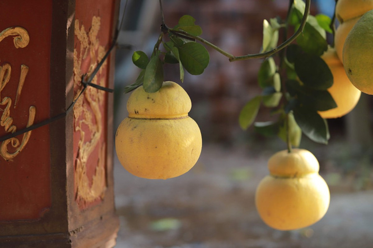 Cùng với trái bưởi hồ lô, những cây bưởi hồ lô bonsai cũng rất được ưa chuộng. Ảnh: Baotintuc.