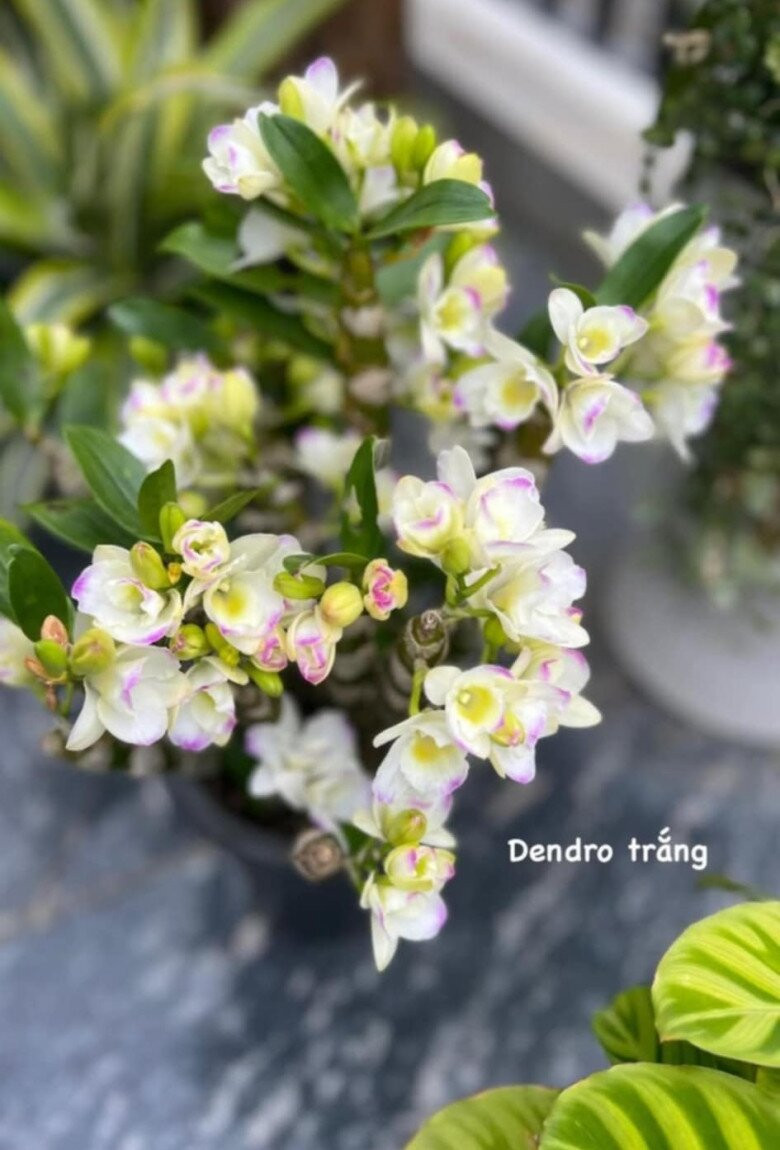 Những bông lan trắng điểm chút hồng phớt đầy sức sống. Ảnh: FB Dang Diem Quynh