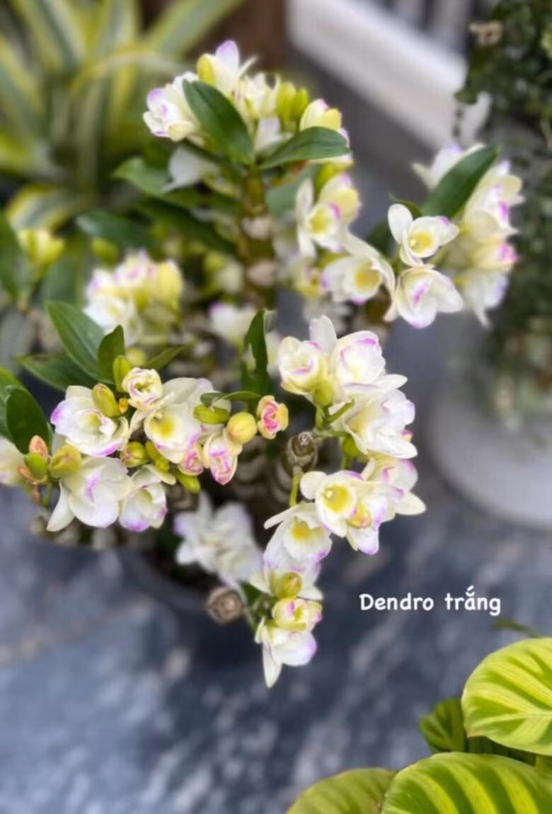 Những bông lan trắng điểm chút hồng phớt đầy sức sống. Ảnh: FB Dang Diem Quynh
