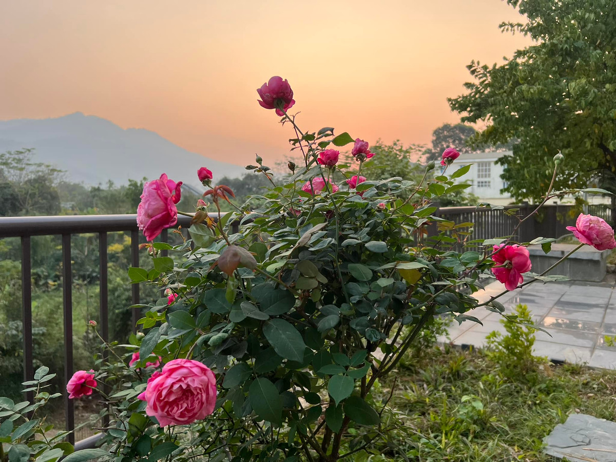 Một góc khác trong khu vườn của MC Diễm Quỳnh. Ảnh: FB Dang Diem Quynh