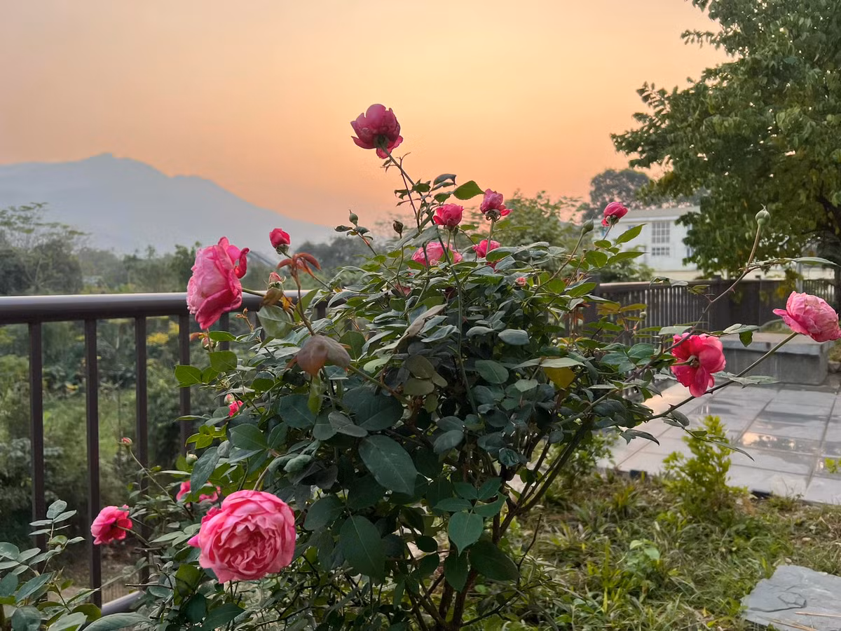 Một góc khác trong khu vườn của MC Diễm Quỳnh. Ảnh: FB Dang Diem Quynh