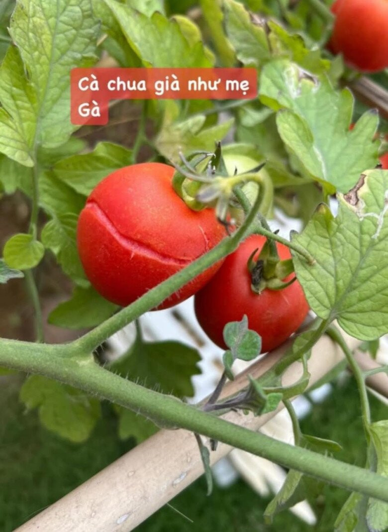 Ngoài hoa, MC Diễm Quỳnh còn trồng cà chua, dù hơi già và nứt nhẹ nhưng vẫn căng mọng. Ảnh: FB Dang Diem Quynh