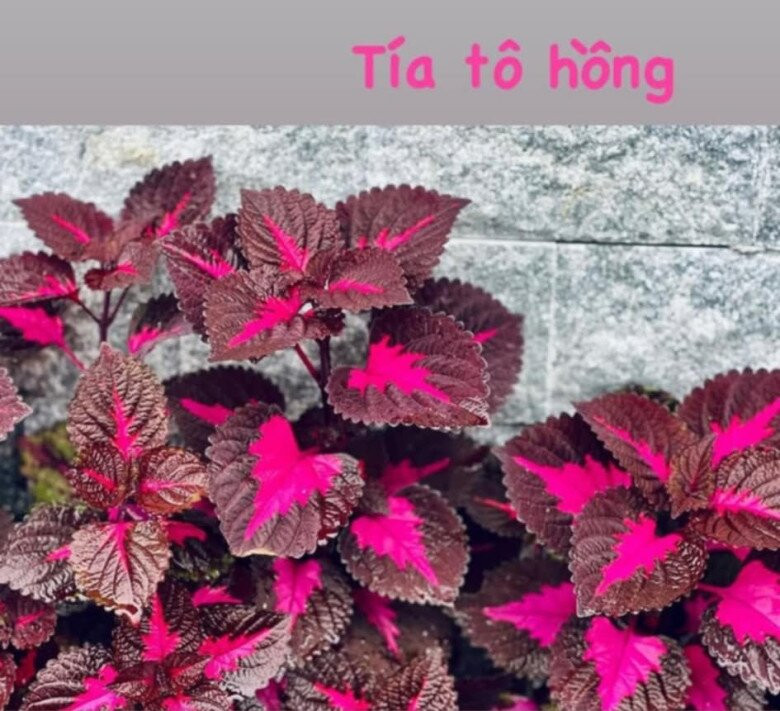 Tía tô lá tím điểm hồng nổi bật. Ảnh: FB Dang Diem Quynh