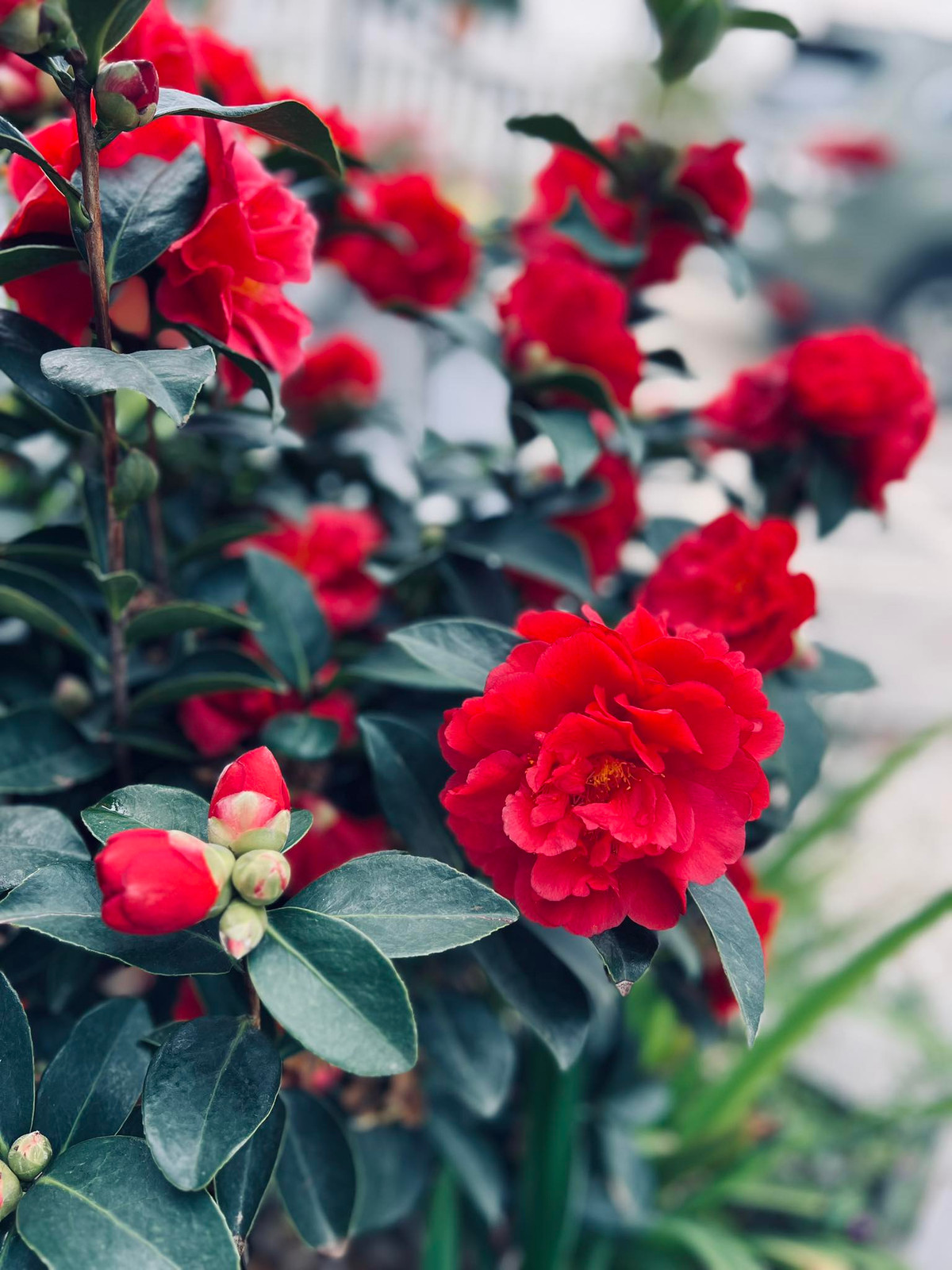 Đây là nơi nữ MC thư giãn, tìm về sự bình yêu sau những bộn bề công việc. Trà tứ quý đỏ rực bung nở trước hiên nhà. Ảnh: FB Dang Diem Quynh