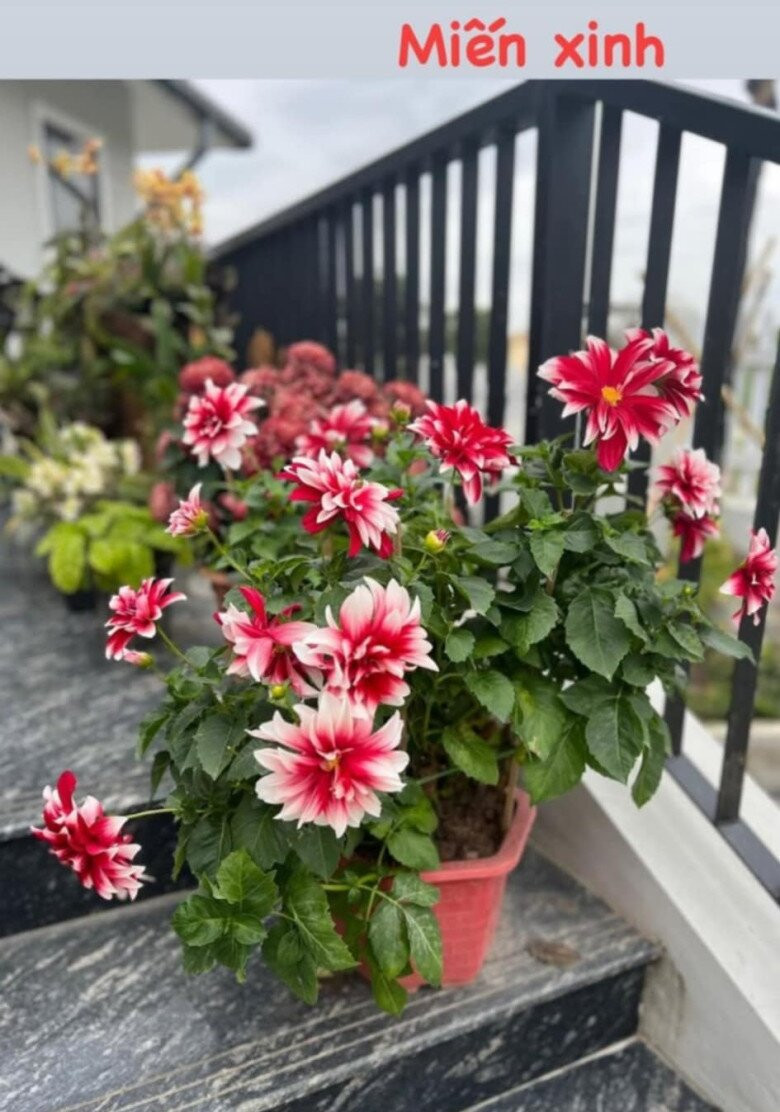 Thược dược đặt ở bậc thềm cho lối vào nhà thêm sinh động. Ảnh: FB Dang Diem Quynh