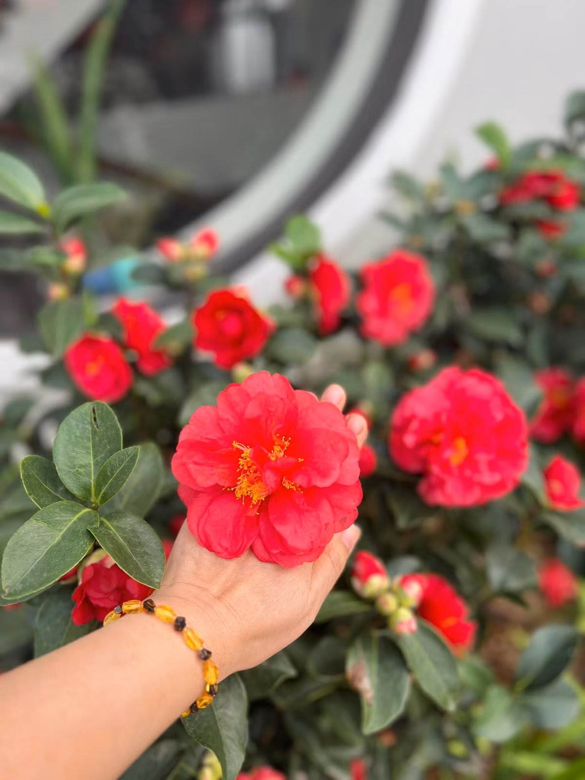 Qua hình ảnh được Diễm Quỳnh đăng tải trên story, có thể thấy không gian sống bình yên, gần gũi thiên nhiên. Ảnh: FB Dang Diem Quynh