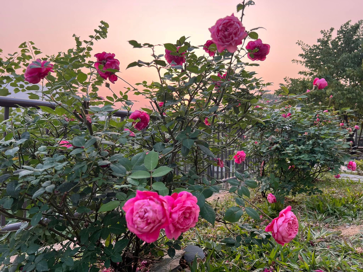 Hoa hồng đua nhau bung nở rực rỡ. Ảnh: FB Dang Diem Quynh