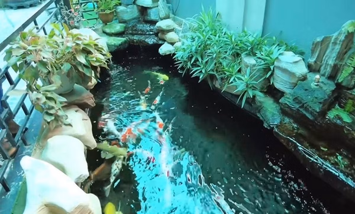 Hồ cá Koi dài rộng, trang trí cây xanh và đá xung quanh. Ảnh chụp màn hình