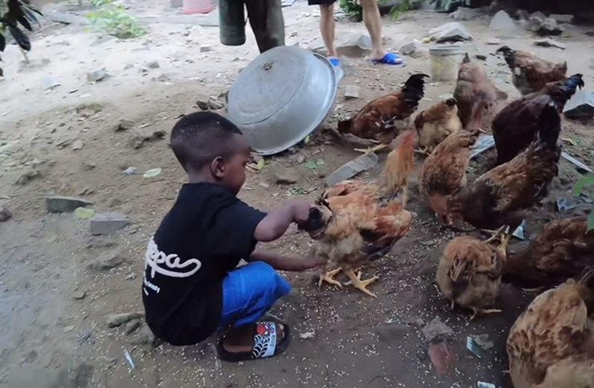 Gia đình Quang Linh Vlogs còn dành một khoảng sân rộng để nuôi gà. Ảnh chụp màn hình
