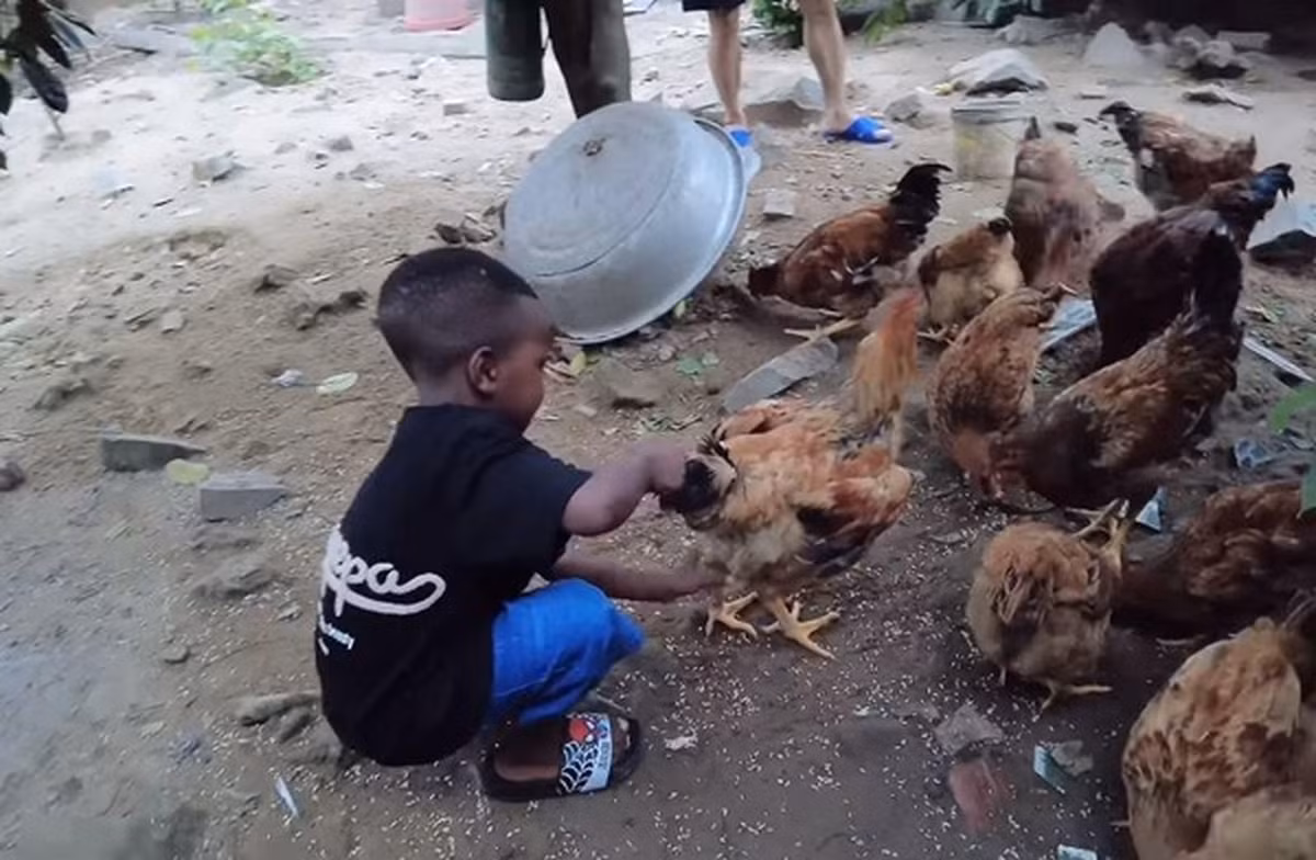 Gia đình Quang Linh Vlogs còn dành một khoảng sân rộng để nuôi gà. Ảnh chụp màn hình