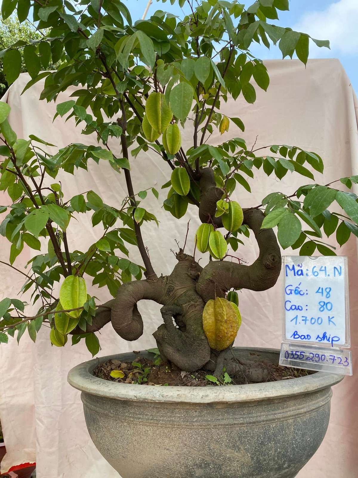Nhiều năm nay, cây khế được giới chơi cây ưa chuộng tạo dáng thành bonsai đẹp mắt. Ảnh: Facebook