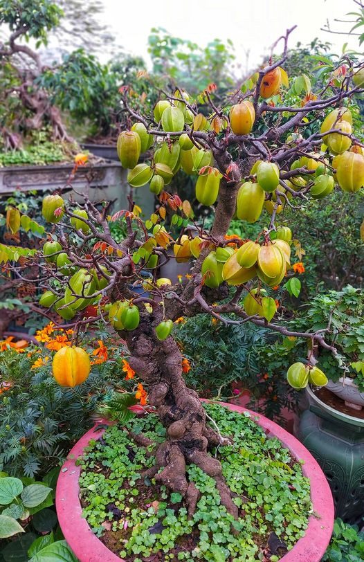 Bonsai khế gân chi chít quả thu hút sự chú ý của giới chơi cây. Ảnh: Facebook