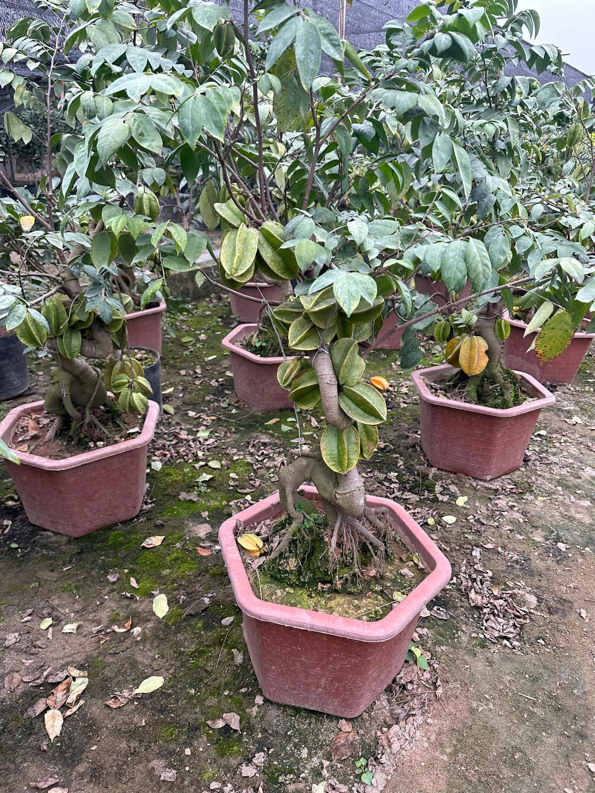 Nhiều chậu khế còn rất nhỏ nhưng đã lúc lỉu quả. Ảnh: Facebook