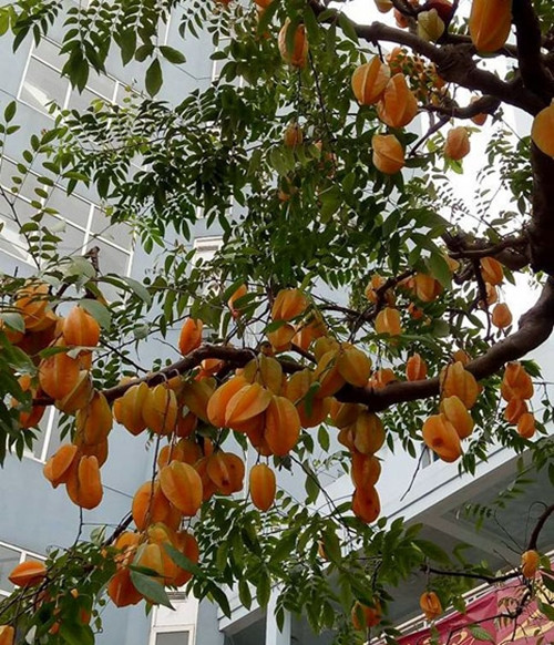 Điều đặc biệt nhất là từ gốc tới ngọn, tất cả các cành đều sai trĩu quả, quả vàng óng, trông rất đẹp mắt. Ảnh: Dân Việt