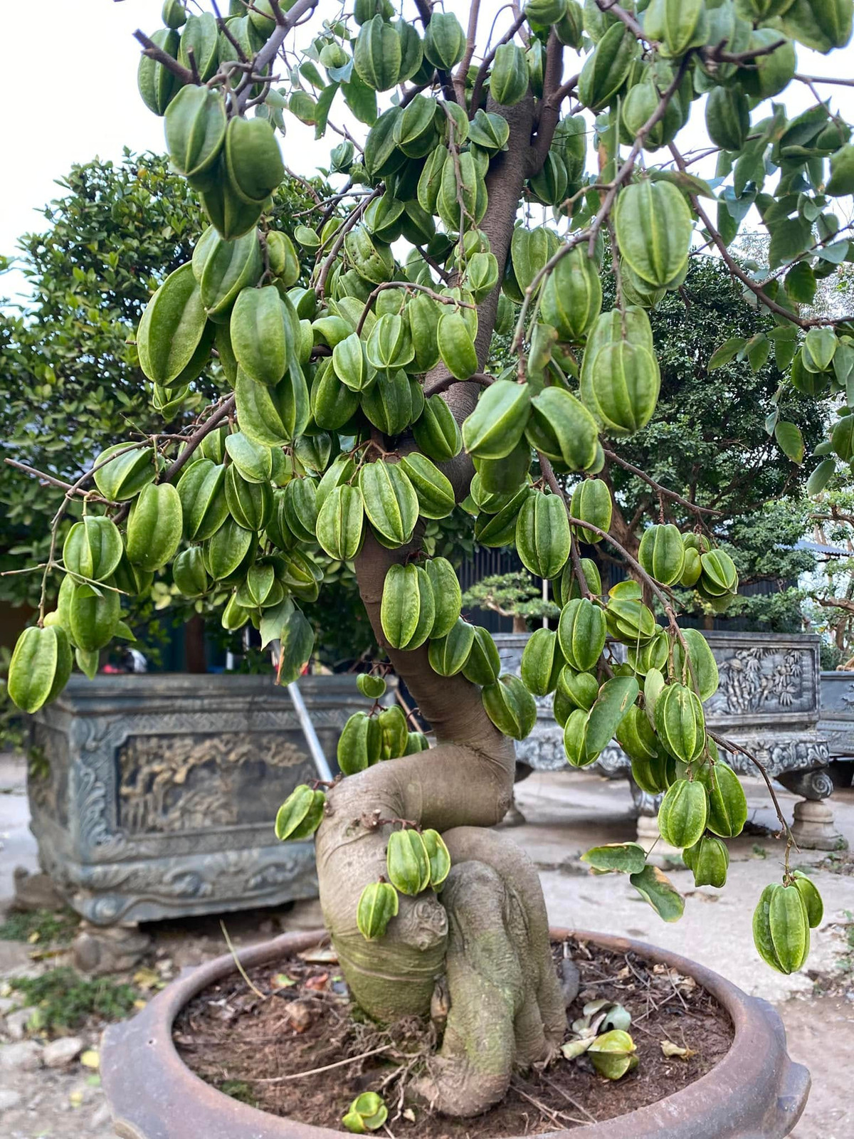 Bên cạnh vẻ đẹp về thế, các tác phẩm khế bonsai còn chi chít quả trông thích mắt. Ảnh: FB Lê Mạnh