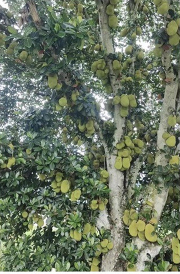 Dân mạng từng được một phen trầm trồ trước hình ảnh cây mít cổ thụ chi chít quả ở Ngọc Hồi (Thanh Trì, Hà Nội). Nhiều người bình chọn đây là cây mít sai quả bậc nhất Việt Nam. Ảnh chụp màn hình