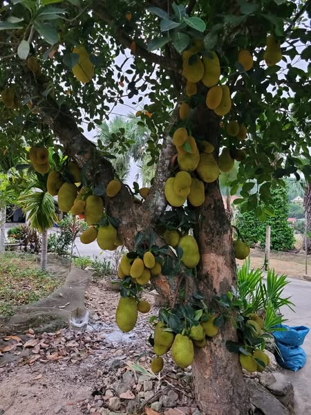 Cây mít dai năm nào cũng cho hàng trăm quả, chi chít như lợn con. Ảnh: FB Phan An