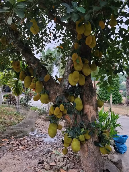 Cây mít dai năm nào cũng cho hàng trăm quả, chi chít như lợn con. Ảnh: FB Phan An