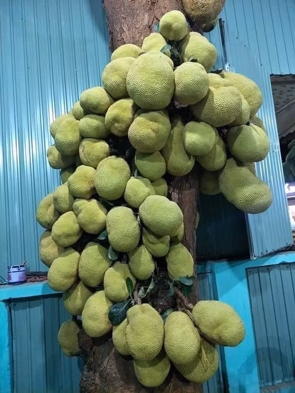 Cây mít "vỡ kế hoạch" được chia sẻ trên mạng xã hội. Ảnh: Facebook